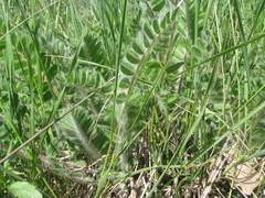 Astragalus dasyanthus