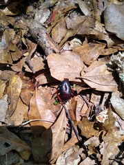 Eurycotis floridana