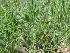 Astragalus dasyanthus