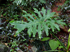 Thaumatophyllum bipinnatifidum