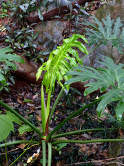 Thaumatophyllum bipinnatifidum