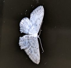 Idaea seriata