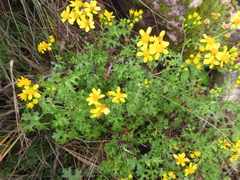 Cineraria lyratiformis