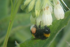 Bombus