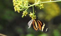 Lycorea halia discreta