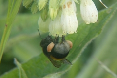 Bombus