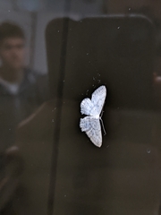 Idaea seriata