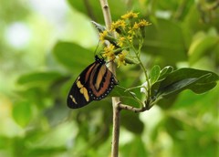 Lycorea halia discreta
