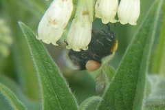 Bombus