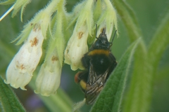 Bombus