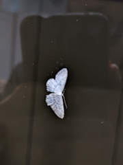 Idaea seriata