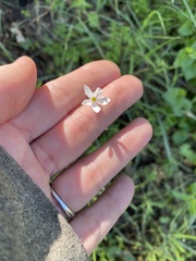 Lithophragma cymbalaria