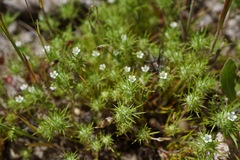 Navarretia intertexta
