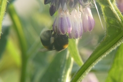 Bombus