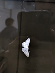 Idaea seriata