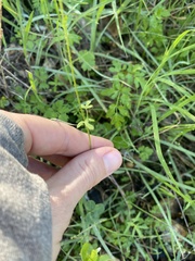 Lithophragma cymbalaria