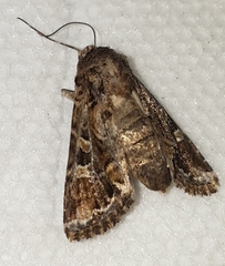Noctuinae