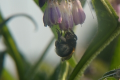 Bombus