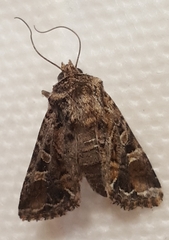 Noctuinae