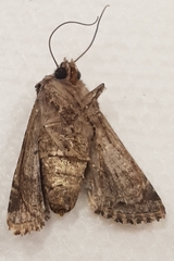 Noctuinae