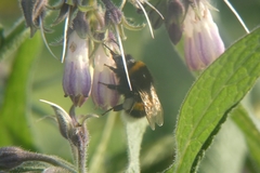 Bombus