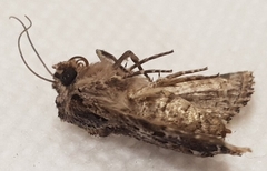 Noctuinae