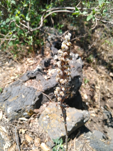 Image of Sarcoglottis schaffneri by (c) Jordi Martínez Martínez, some rights reserved (CC BY)