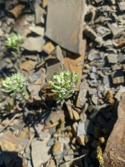 Alyssum umbellatum