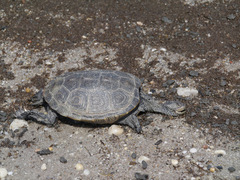 Malaclemys terrapin