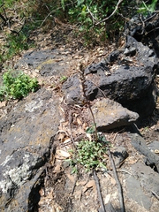 Sarcoglottis schaffneri