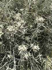 Tetradymia