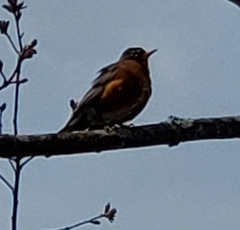 Turdus migratorius