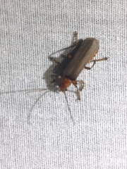 Pacificanthia consors