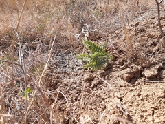 Astragalus dasyanthus