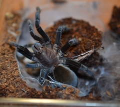 Selenocosmia