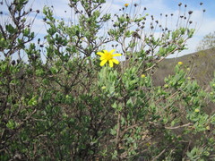 Othonna coronopifolia