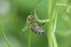 Apis mellifera