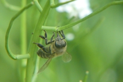 Apis mellifera