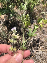 Pediomelum digitatum