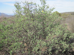 Othonna coronopifolia