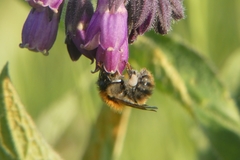 Bombus pascuorum