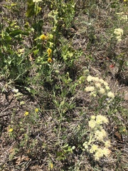 Pediomelum digitatum