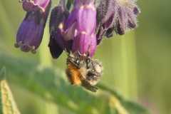 Bombus pascuorum