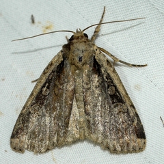 Eueretagrotis sigmoides