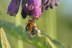 Bombus pascuorum