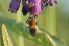 Bombus pascuorum