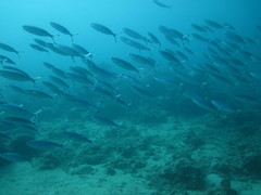Pterocaesio tessellata