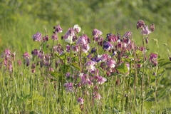 Aquilegia vulgaris