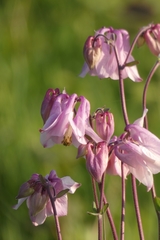 Aquilegia vulgaris