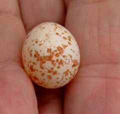 Antrostomus vociferus